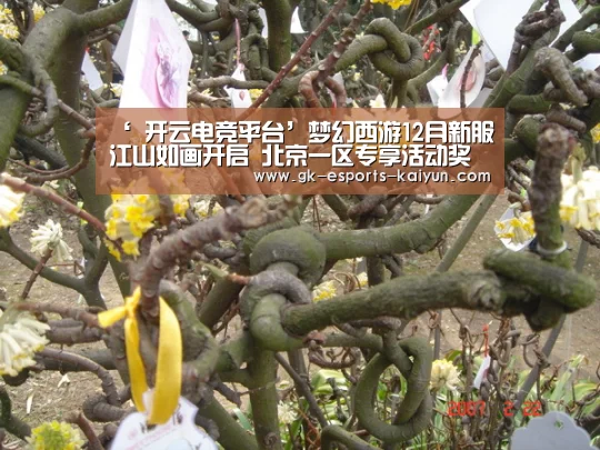 ‘ 开云电竞平台’梦幻西游12月新服江山如画开启 北京一区专享活动奖励(图3) 开云电竞官网